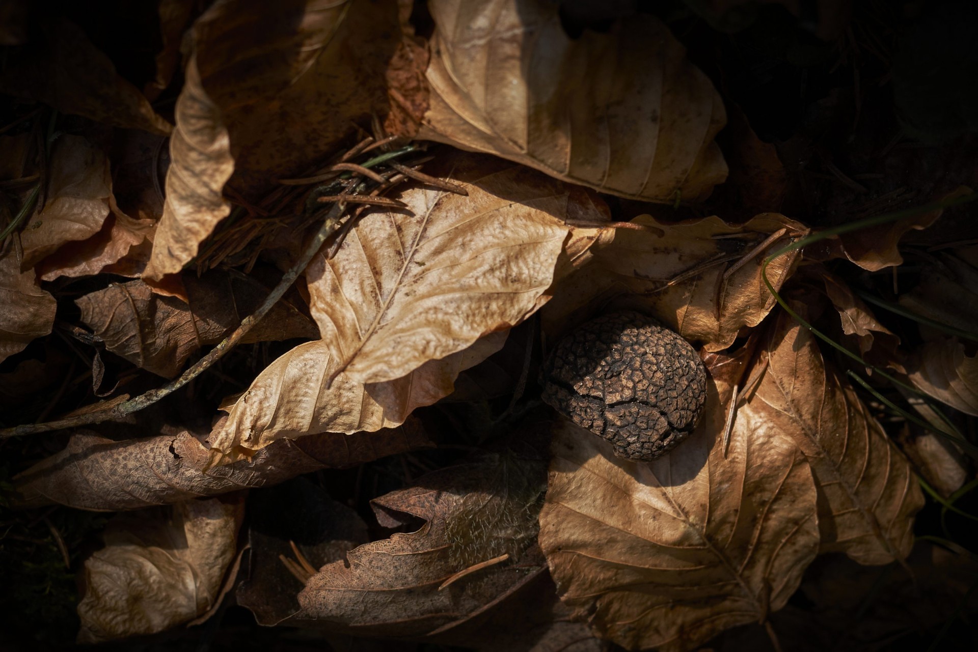Frischer schwarzer Trüffel im Herbstlaub